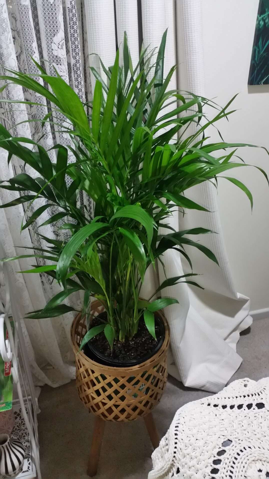 Indoor Palm