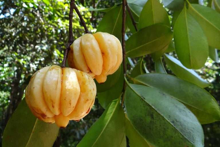 garcinia cambogia