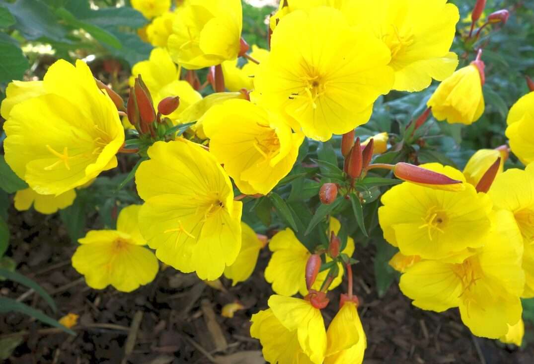 Evening primrose