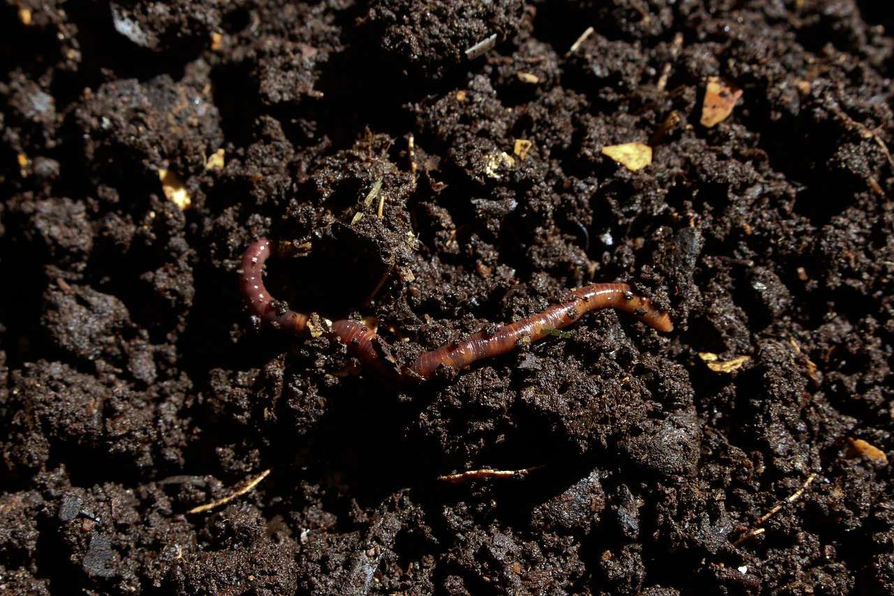 composting worms