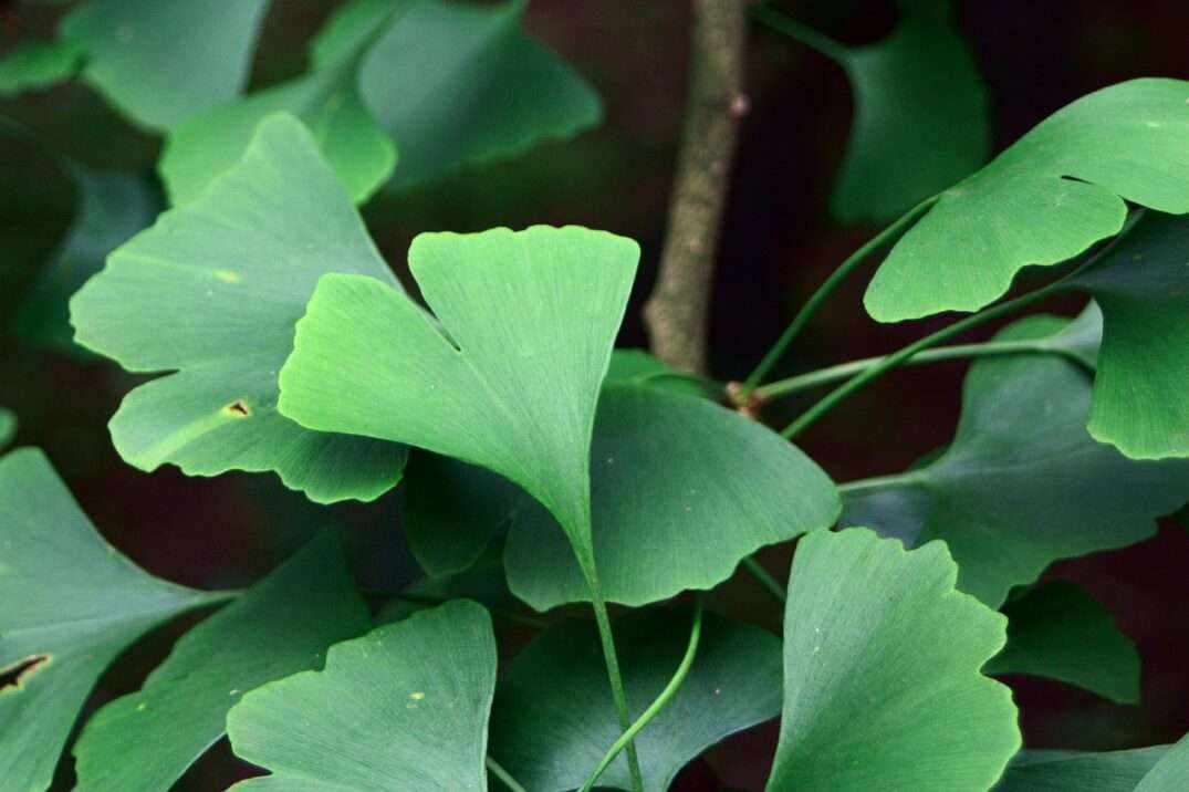 ginkgo biloba