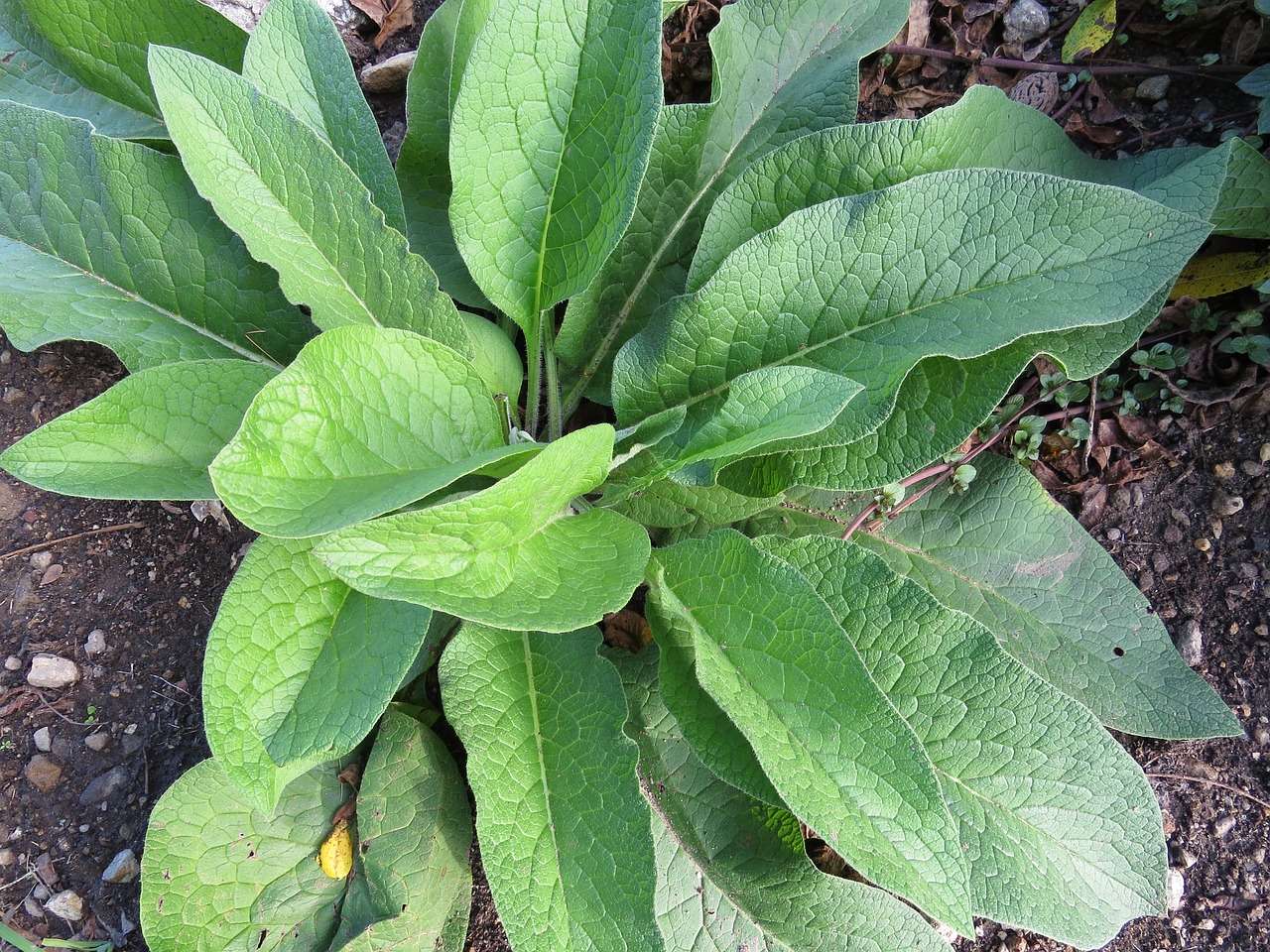 comfrey