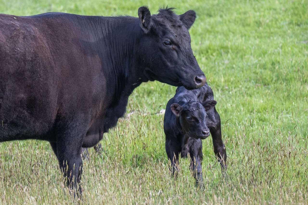 Featured image for “Compost in Agriculture”