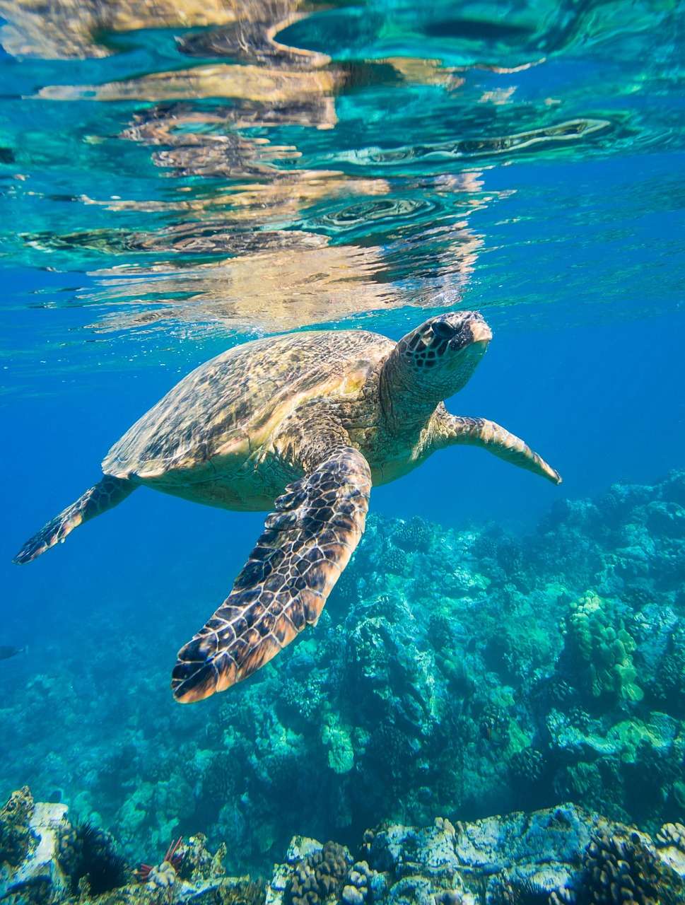 Sea turtle